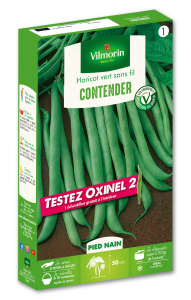 Haricot Nain Vert Contender + échantillon Oxinel 2